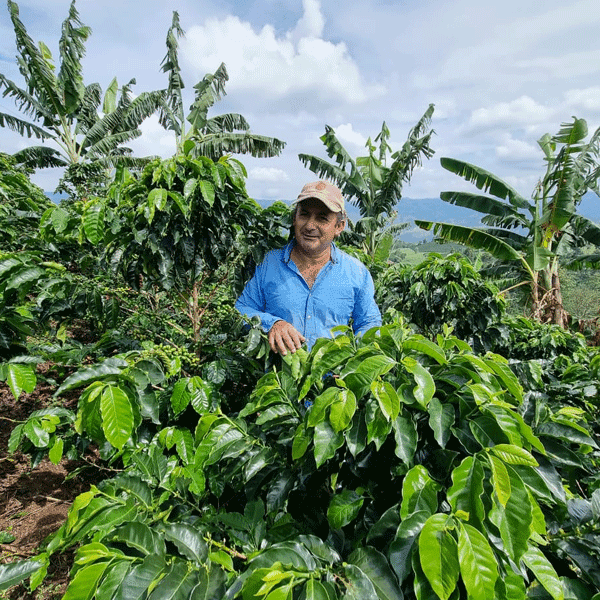 Colombia, Huila, Finca El Recreo