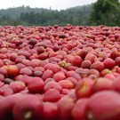 Etiopia, Sidamo, Samii Bensa #1 thumbnail