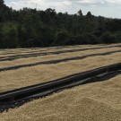 Kenya, Gakuyuini, Thirikwa Farmers Coop thumbnail