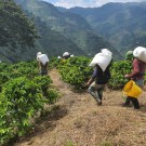 Colombia, Huila,  Finca Monteblanco - 