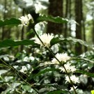 Indonesia, Øst Java, Echwan thumbnail
