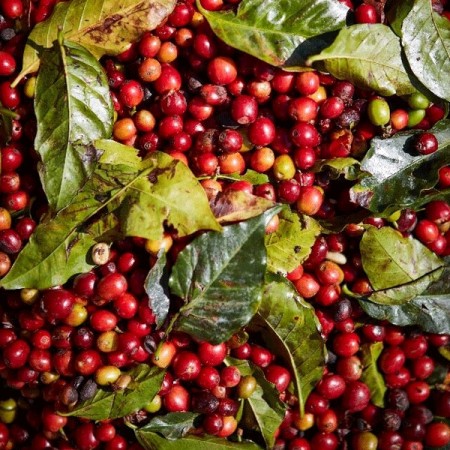Kenya, Ruiru, Yara