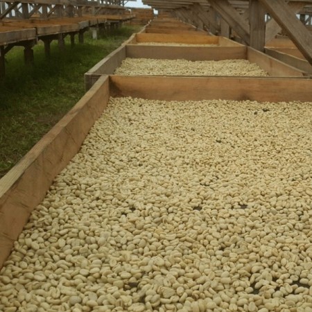 Guatemala, Los Caballitos, Geisha