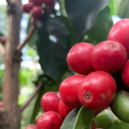 Kenya, Central Region, Kibugu, Embu