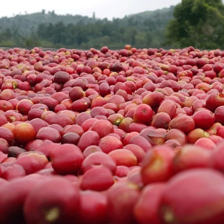 Etiopia, Sidamo, Samii Bensa #1