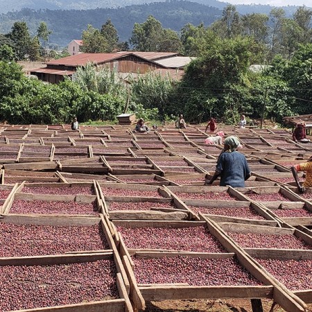 Etiopia, Yirgacheffe, Wogida